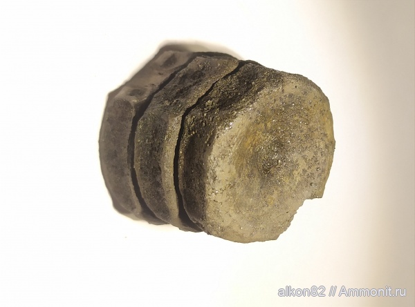 ихтиозавры, волжский ярус, Еганово, позвонки, зона Kachpurites fulgens, кости рептилий, Volgian