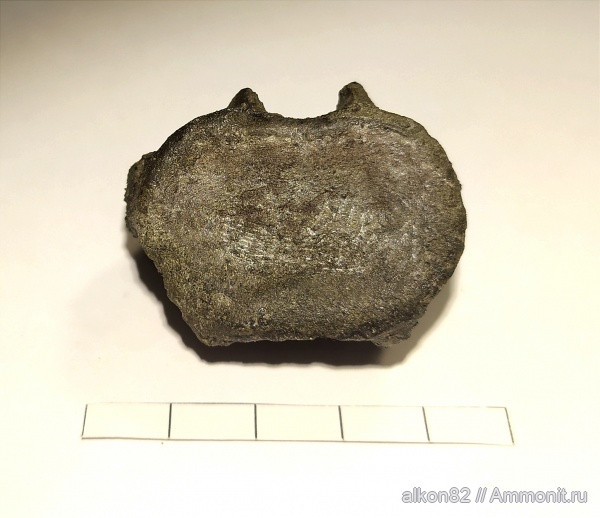 рептилии, юра, плезиозавры, Еганово, морские рептилии, позвонки, волжский век, РГОК, Plesiosauria, Volgian, Jurassic