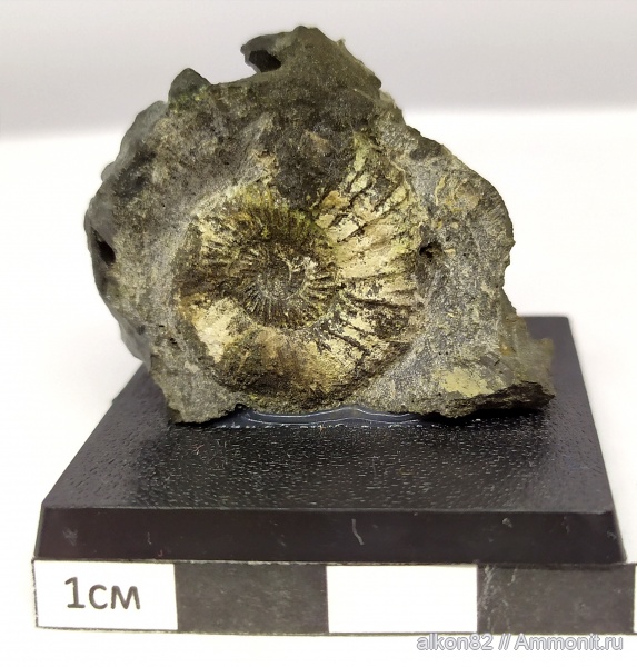 аммониты, юра, Pavlovia, волжский ярус, Еганово, Pavlovia pavlovi, зона Dorsoplanites panderi