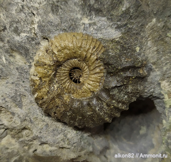 аммониты, юра, Pavlovia, волжский ярус, Еганово, Pavlovia pavlovi, зона Dorsoplanites panderi