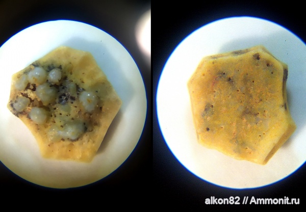 пермь, рыбы, чешуя рыбы