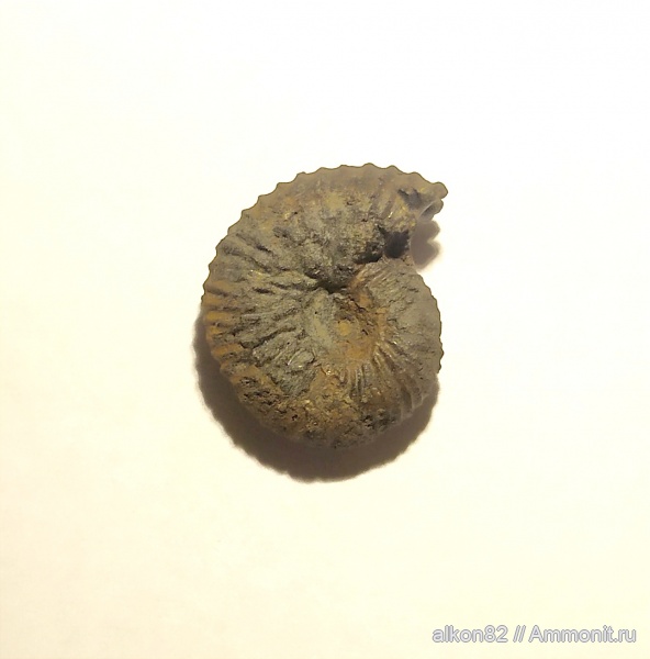 аммониты, Dorsoplanites, Dorsoplanites panderi, Капотня, Dorsoplanitidae, Dorsoplanitinae