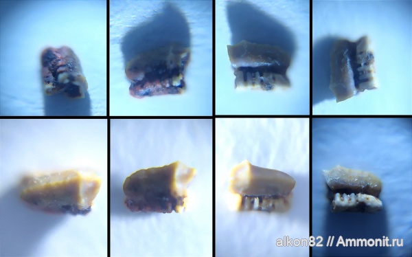 пермь, рыбы, акулы, Hybodontiformes, Triassic, Permian, sharks, lonchidion, Lonchidiidae, лонхидион