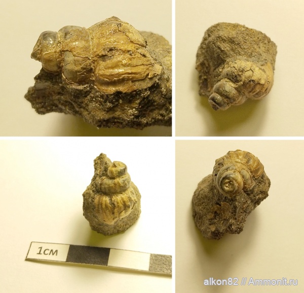 гастроподы, юра, волжский ярус, Еганово, Eucyclus, Volgian, Jurassic, Ambercyclus