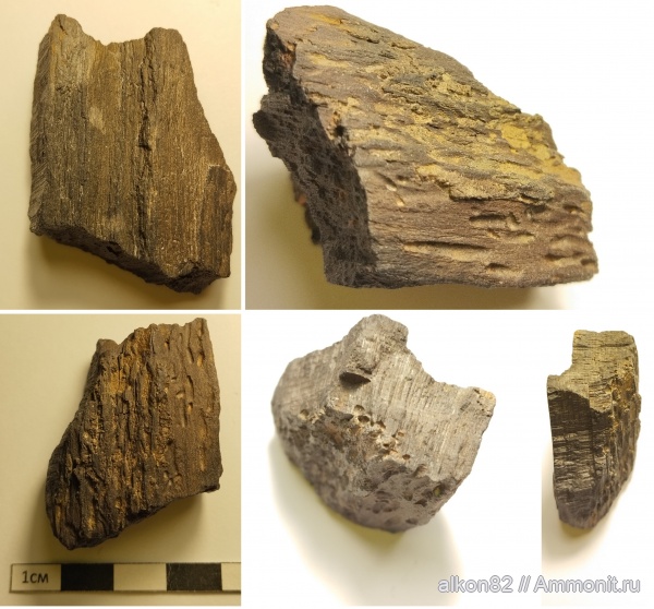 окаменевшее дерево, Рыбаки, голосеменные, верхняя юра, Archaeoscolytus