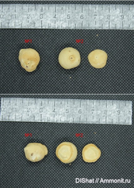 Мел Воронежской области