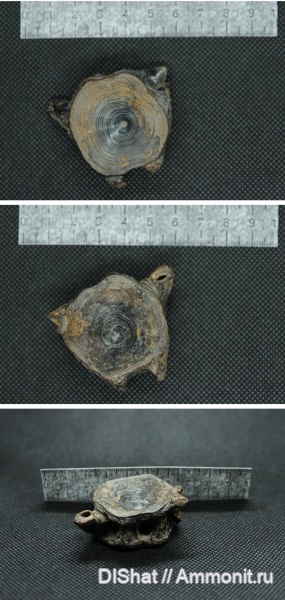 рыбы, позвонки