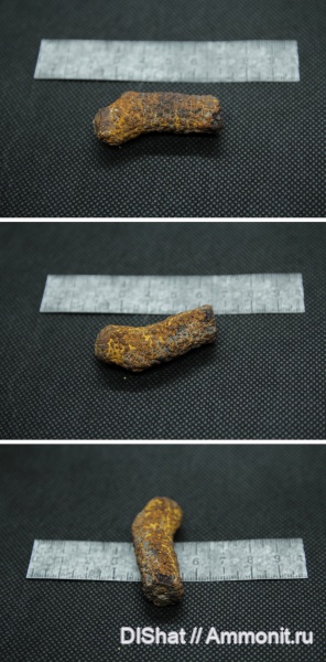 ризоконкреции