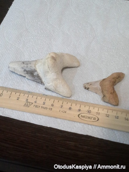 Акулы и рыбы