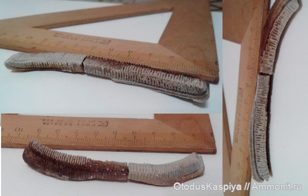 скаты, Myliobatis