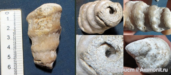 моллюски, брюхоногие моллюски