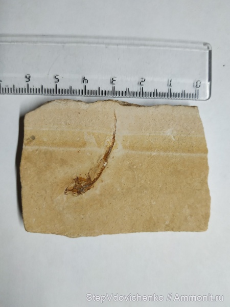 мел, рыбы, Бразилия, нижний мел, dastilbe, Dastilbe elongatus, Сеара