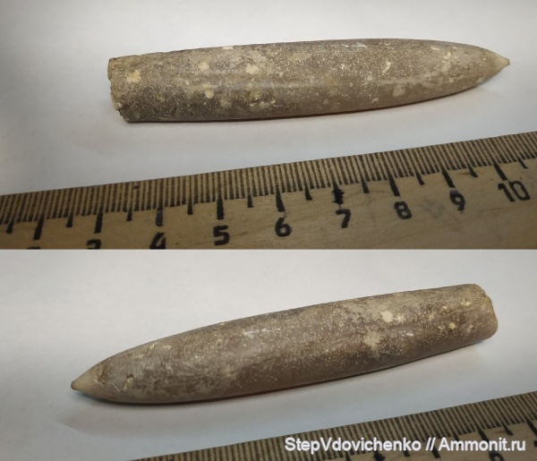 белемниты, моллюски, мел, головоногие моллюски, меловой период, Belemnitella