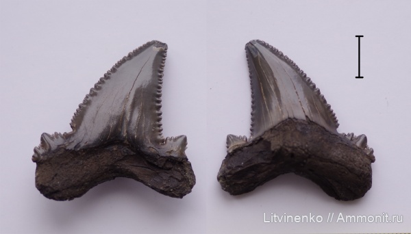 Carcharocles, Otodus, Otodus sokolovi, Carcharocles sokolovi