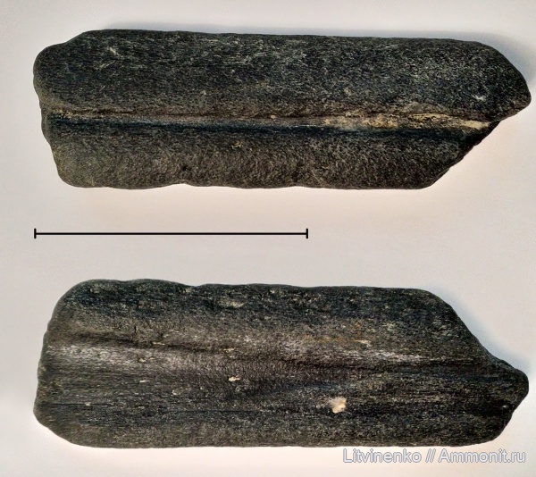 рептилии, водные рептилии, ихтиозавры, Platypterygius