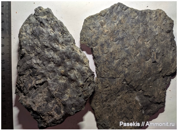 Sigillaria laevigata, Sigillaria canobiana