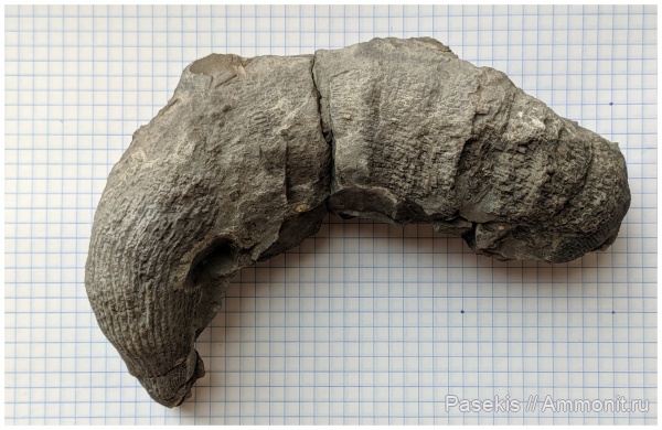 карбон, кораллы, ругозы