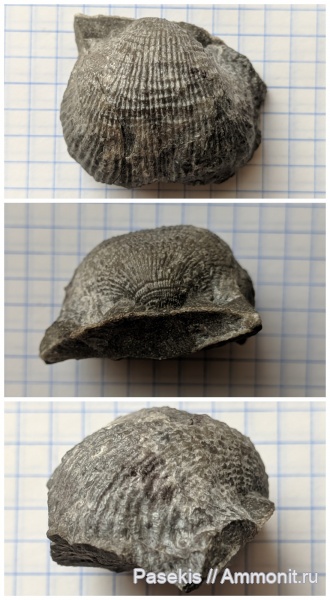 брахиоподы, Gigantoproductus