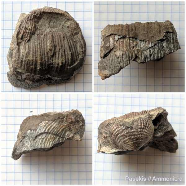 брахиоподы