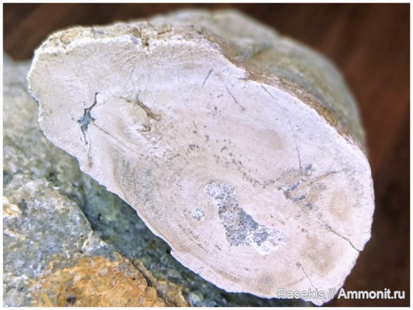 окаменевшее дерево