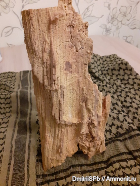 Pinopsida, Coniferales