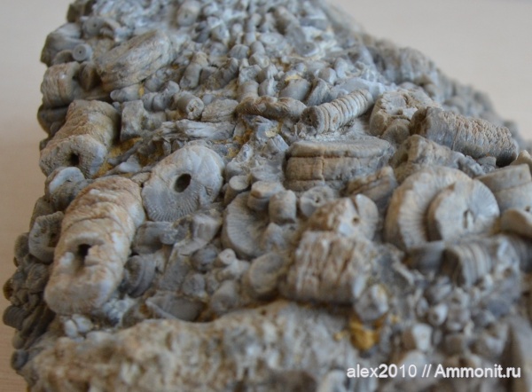 МОРСКИЕ ЛИЛИИ