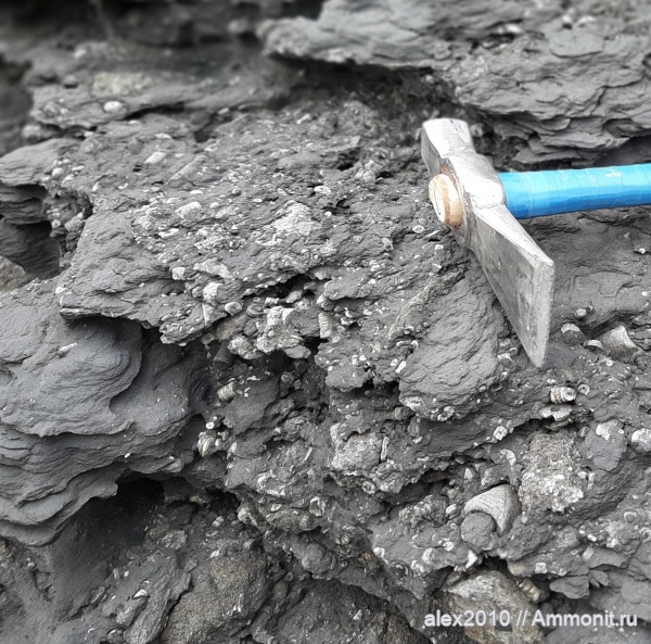 морские лилии, палеозой, криноидеи, Приморский край