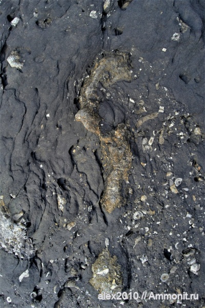 окаменелости, пермь, палеозой, Приморский край, город находка