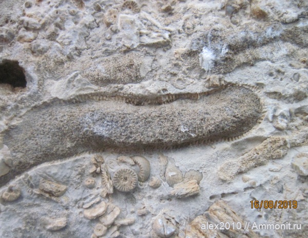 Окаменелости г.Находка Приморский край.