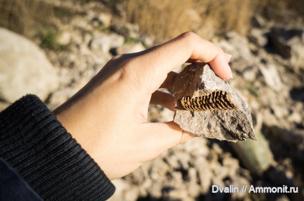 палеозой, Тульская область, Actinocerida, актиноцериды