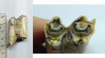 Фото 2. Зуб копытного млекопитающего (антропоген)