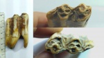 Фото 3. Зуб копытного млекопитающего (антропоген)