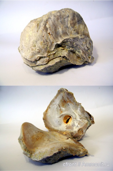 Gryphaea, Gryphaea rarilamella