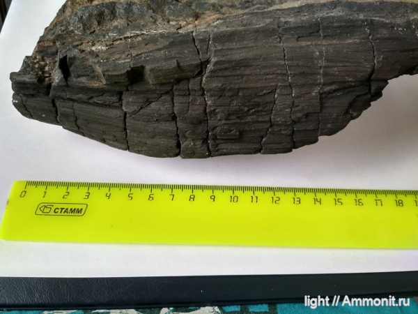 мел, аптский век, Приморье