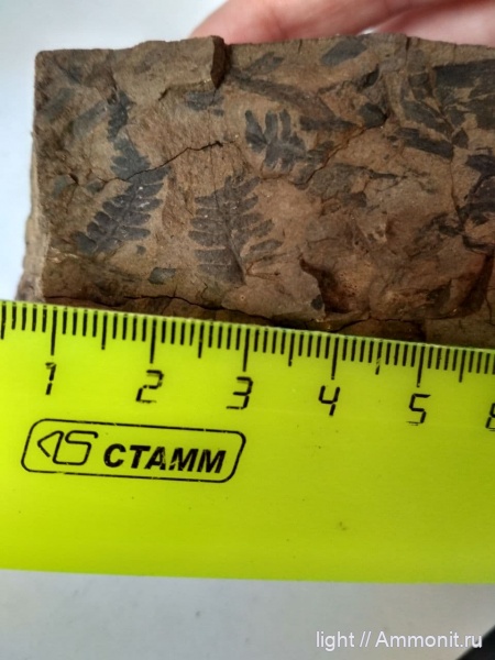 мел, папоротники, аптский век, Приморье, Gleichenites porsildii