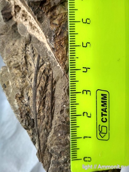 мел, папоротники, аптский век, Приморье, Onychiopsis psilotoides, Споры