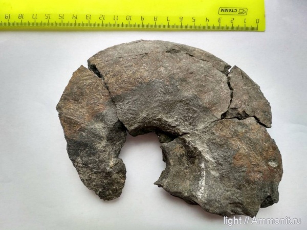 аммониты, триас, Приморье, анизий