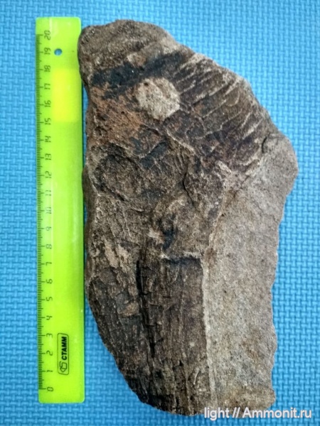 триас, кора, Приморье, оленёк