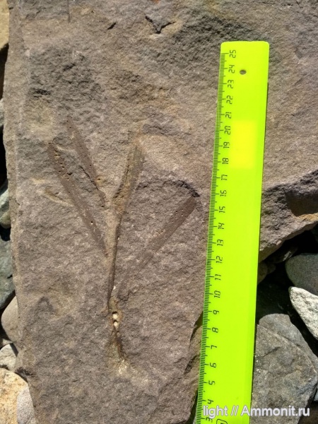 триас, хвойные, Podozamites, Приморье, оленёк