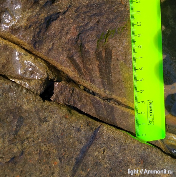 триас, Приморье, оленёк, Гинкговое, Sphenobaiera