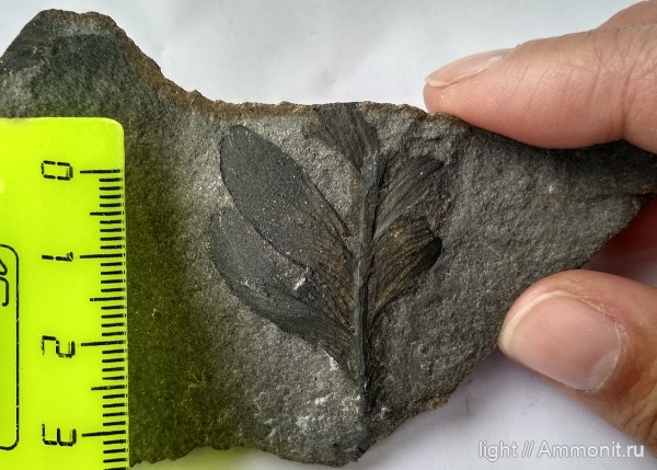 пермь, птеридоспермы, Приморье, Русский