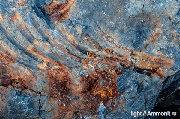 триас, ихтиозавры, Приморье, Русский