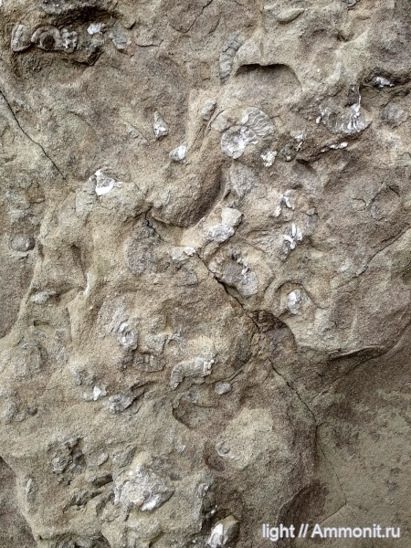 аммониты, триас, Приморье, Русский, Meekoceras subcristatum