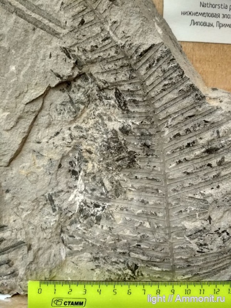 папоротники, апт, Nathorstia pectinata, Липовцы