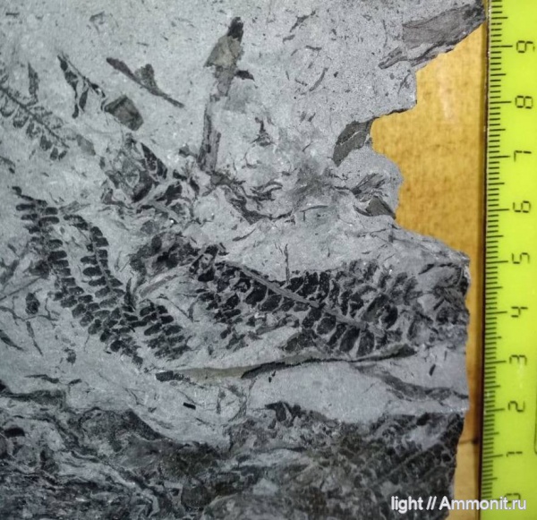 папоротники, апт, Липовцы, Alsophilites nipponensis