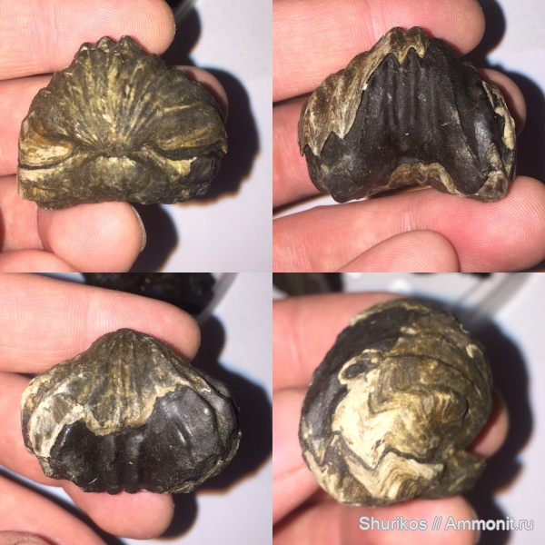 Решил прочесать Московскую Юру