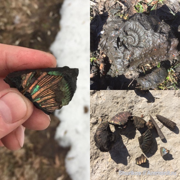 аммониты, белемниты