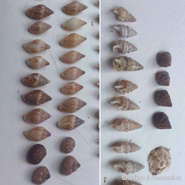 гастроподы