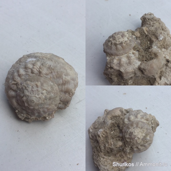 гастроподы