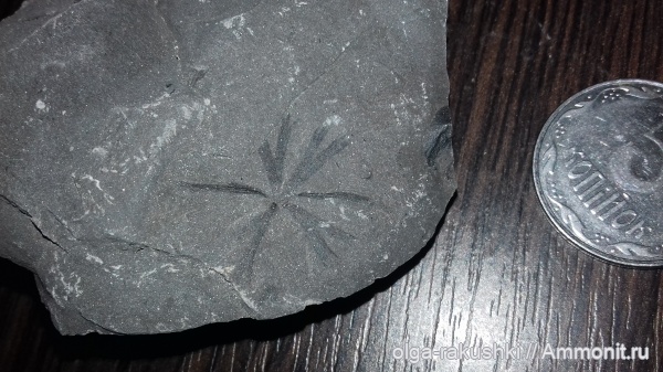 карбон, Донбасс, Sphenophyllum